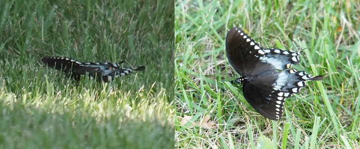 [Two photos spliced together. The one on the left is the butterfly lying on the grass as seen from ground level on one side. The yellow spots along the edges of the black wings stand out in the grass. There is also some blue showing on the hind wings. The photo on the right is a top-down view of the butterfly standing in the grass with its wings spread. The hind end of the wings are a white to light blue. Most of the wings are dark brown, but the lower edges are edged with yellow spots. This butterfly has thin tails on the edges of the lower wings.]